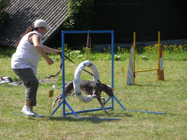 obrázek: agility17.jpg; rozlišení: 600 × 450 px; velikost 175 kB;