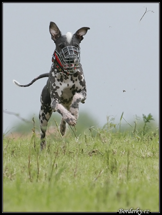 obrázek: coursing087.jpg; rozlišení: 528 × 700 px; velikost 168 kB;