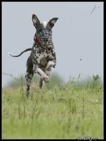 obrzek: tn_coursing087.jpg; rozlien: 151  200 px; velikost 5 kb;